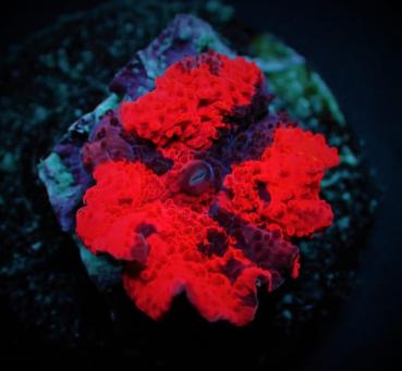 Discosoma spp. Deadpool