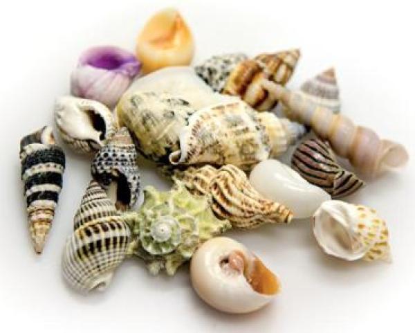 Hobby Sea Shells Set S 20Stk.